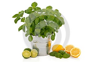 Basil Herb and Citrus Fruit