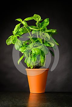 Basil Herb Growing in Pottery Pot