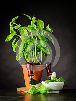 Basil Herb with Herb Chopper