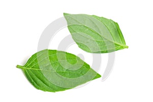 basil herb leaves isolated on white background closeup