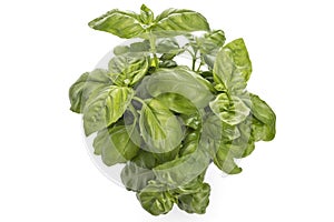 Basil herb leaves in a pot