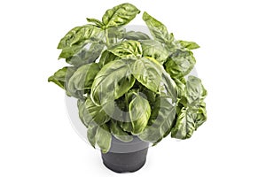 Basil herb leaves in a pot