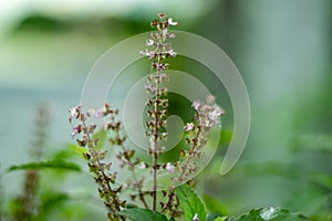 Basil is an herb in the mint family originated in Asia and Africa