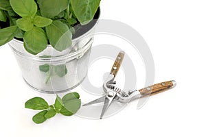 Basil Herb and Secateurs