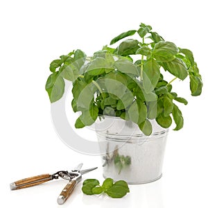 Basil Herb and Secateurs photo