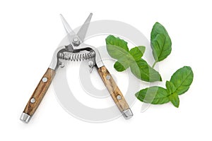 Basil Herb and Secateurs