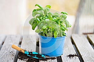 Basil herb with shovel, repot plant in spring, gardening and planting season, growing herbs in the garden