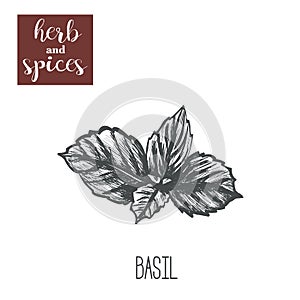 Basil herb skech hand drawing. Basil