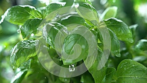 Basil Herb Watered with Rain in Macro and Slow Motion 1000fps