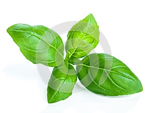 Basil isolated photo