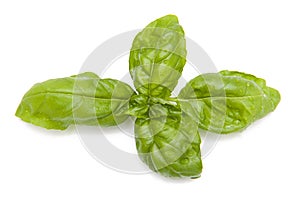 Basil on isolated on white background