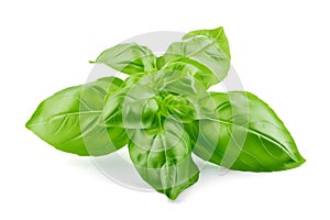 Basil isolated on a white background. Isolation