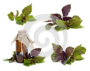 Basil isolated on white background.