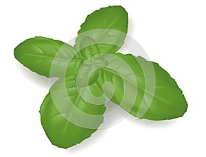 Basil leaf.