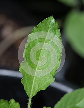 Basil leaf