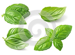 Basil leaf isolated