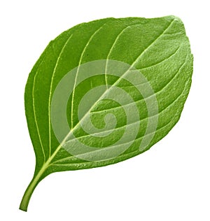Basil leaf isolated without shadow