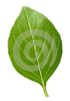 Basil leaf isolated without shadow