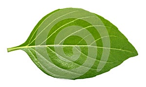 Basil leaf isolated without shadow
