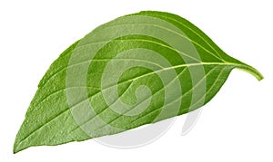 Basil leaf isolated without shadow