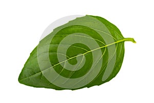 Basil leaf isolated without shadow