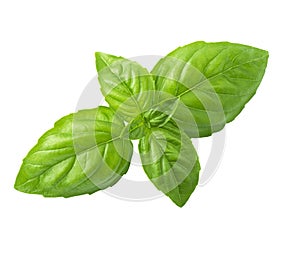 Basil leaf isolated on white