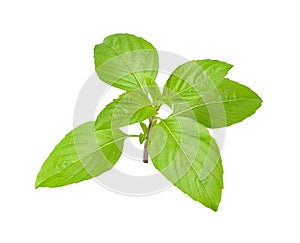 Basil leaf isolated on white clipping path