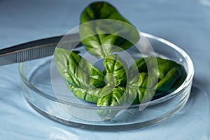 Basil leaf in a petri dish, tweezers in the background. Laboratory research of the plant