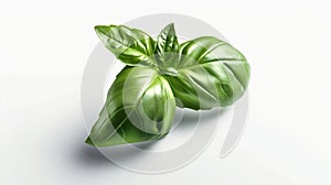 Basil leaf white background,