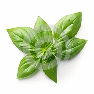 Basil Leaf On White Background: Pontormo-inspired Environmental Awareness