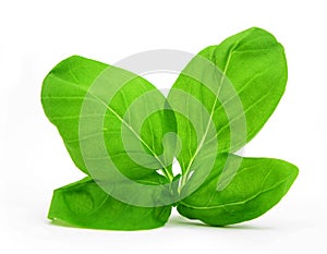 Basil leaves