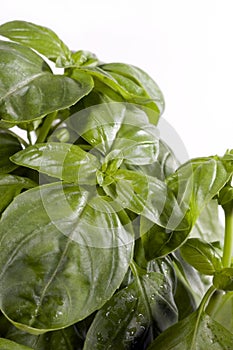 Basil leaves