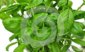 Basil leaves