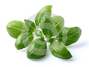 Basil leaves