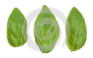 Basil leaves