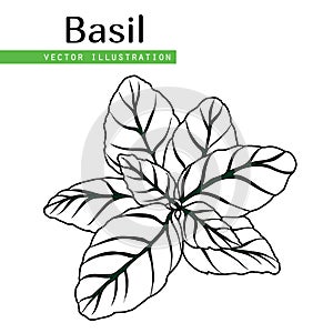 Basil leaves black