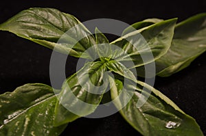 Basil leaves 1 photo