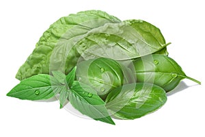 Basil leaves, different cultivars