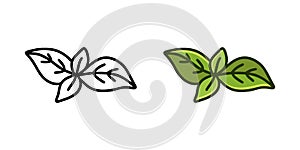 Basil leaves doodle icon. Linear and color version. Black simple illustration of fresh spice or green plant. Contour isolated