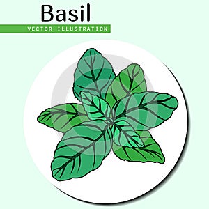 Basil leaves green