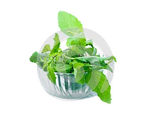 Basil leaves herb pile in bowl glass on white background Ocimum basilicum, vegetable Nourish the health body