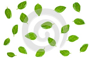 Basil Leaves Isolated on White Background