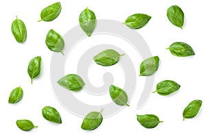 Basil Leaves Isolated on White Background