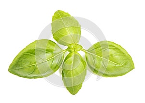 Basil leaves isolated white background Fresh herbs