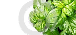 Basil leaves isolated on white background. Green basil growing. Fresh Flavoring. Nature healthy food