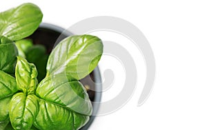 Basil leaves isolated on white background. Green basil growing in a pot. Fresh Flavoring. Nature healthy food