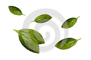 basil leaves isolated on white background. Herb, spice, food background. Alternative medicinal plants. Design elements