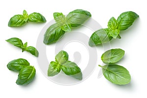 Basil Leaves Isolated on White Background photo