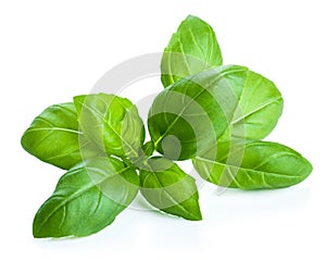 Basil leaves photo