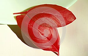 Basil leaves painted in burgundy red color on a plate